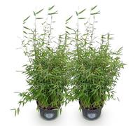 Green boutiQ - Graminées - Fargesia nitida Red Dragon - Bambou - Non envahissant - Vert - 2 Plantes - Pot 23 cm - Hauteur 80 cm