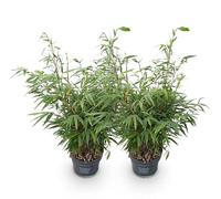 Green boutiQ - Graminées - Fargesia robusta Pingwu - Bambou - Non envahissant - Vert - 1 Plante - Pot 23 cm - Hauteur 80 cm