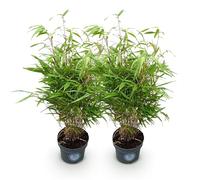 Green boutiQ - Graminées - Fargesia Rufa - Bambou - Ne s'étend pas - Vert - 2 Plantes - Pot 23 cm - Hauteur 80 cm