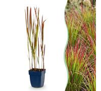 Green boutiQ - Graminées - Imperata cylindrica Red Baron - Herbe de sang japonaise - Rhizomes rouges - Rouge - 1 Plantes - Pot 11cm - Hauteur 15-25cm