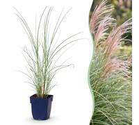 Green boutiQ - Graminées - Miscanthus sin. Morning Light - Herbe de la Pampa - Avec Plumet - Argent - 12 Plantes - Pot de 11cm - Hauteur 15-25cm