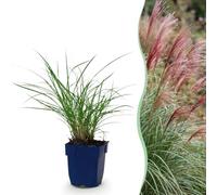 Green boutiQ - Graminées - Miscanthus sin. Red Chief - Phragmites - Avec Plumage - Vert - 12 Plantes - Pot 11cm - Hauteur 15-25cm