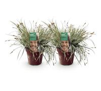 Green boutiQ - Graminées ornementales - Carex oshimensis Everest - Blanc et Vert - 2 Plantes - Persistant - Peu d'Entretien - Pot 17cm Hauteur 50cm