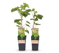 Green boutiQ - Plant de Fruits - Vitis vinifera Himrod - Plant de Raisin - Sans Graines - Raisin Blanc - 2 Plantes - Pot 15cm - Hauteur 50cm