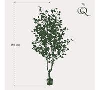 Green BoutiQ - Plante Artificielle - Eucalyptus - Blauwe Gomboom - 180 cm - Grijs - sans Entretien - Haute qualité