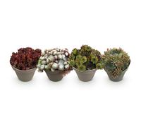 Green boutiQ - Plante couvre-sol - Rustique - Sempervivum Big Sam - 4 Plantes - Couleurs variées - Peu d'entretien - Pot 14cm Hauteur 17cm