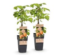 Green boutiQ - Plante de fruits - Rubus idaeus Fallgold - Plante de Framboise - Résistante - Framboise Jaune - 2 Plantes - Pot 15cm - Hauteur 50cm