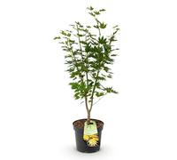Green boutiQ - Plante de jardin - Acer palmatum Jordan - Érable japonais - Feuillage caduc - Jaune - 1 - Pot 26cm - Hauteur 90cm