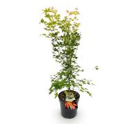 Green boutiQ - Plante de jardin - Acer palmatum Orange Dream - Érable japonais - Caduc - Orange - 1 - Pot de 26cm - Hauteur de 90cm