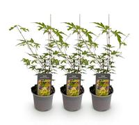 Green BoutiQ - Plante de Jardin - Acer palmatum Sangokaku - Vert - 3 Plantes - Caduc - Peu d'entretien - Pot 12cm Hauteur 35cm