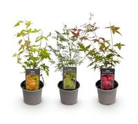 Green BoutiQ - Plante de Jardin - Acer palmatum Tricolour - Rouge-Vert-Orange - 3 Plantes - Feuillage caduc - Peu d'entretien - Pot 12cm Hauteur 35cm