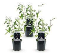 Green boutiQ - Plante de jardin - Buddleja davidii Black Night - Arbuste à papillons - Résistant à l'hiver - Violet - 3 Plantes - Pot 17cm - Hauteur 45cm
