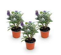 Green boutiQ - Plante de jardin - Buddleja davidii Butterfly Candy Little Lila - Arbre à papillons - Compact - Lilas - 3 Plantes - Pot 12cm - Hauteur 20-25cm