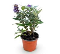 Green boutiQ - Plante de jardin - Buddleja davidii Butterfly Candy Little Lila - Arbre à papillons - Compact - Lilas - 1 Plante - Pot 12cm - Hauteur 20-25cm