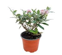 Green boutiQ - Plante de jardin - Buddleja davidii Butterfly Candy Little Pink - Arbre à papillons - Compact - Rose - 1 plante - Pot de 12cm - Hauteur 20-25cm