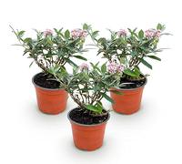Green boutiQ - Plante de jardin - Buddleja davidii Butterfly Candy Little Pink - Arbre à papillons - Compact - Rose - 3 Plantes - Pot 12cm - Hauteur 20-25cm