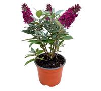 Green boutiQ - Plante de jardin - Buddleja davidii Butterfly Candy Little Ruby - Arbre à papillons - Compact - Rouge - 1 Plante - Pot 12cm - Hauteur 20-25cm