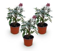 Green boutiQ - Plante de jardin - Buddleja davidii Butterfly Candy Little Ruby - Arbre à papillons - Compact - Rouge - 3 Plantes - Pot 12cm - Hauteur 20-25cm