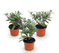 Green boutiQ - Plante de jardin - Buddleja davidii Butterfly Candy Little Tricolour - Arbre à papillons - Compact - Rose-Blanc-Bleu - 3 Plantes - Pot 12cm - Hauteur 20-25cm