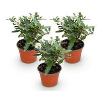 Green boutiQ - Plante de jardin - Buddleja davidii Butterfly Candy Little White - Arbre à papillons - Compact - Blanc - 3 Plantes - Pot 12cm - Hauteur 20-25cm