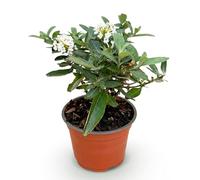 Green boutiQ - Plante de jardin - Buddleja davidii Butterfly Candy Little White - Arbre à papillons - Compact - Blanc - 1 Plante - Pot 12cm - Hauteur 20-25cm