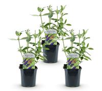 Green boutiQ - Plante de jardin - Buddleja davidii Empire Blue - Arbre à papillons - Rustique - Bleu - 3 Plantes - Pot 17cm - Hauteur 45cm