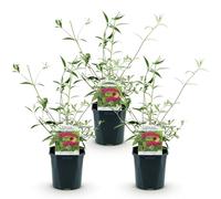 Green boutiQ - Plante de jardin - Buddleja davidii Royal Red - Arbuste à papillons - Résistant à l'hiver - Rouge - 3 Plantes - Pot 17cm - Hauteur 45cm