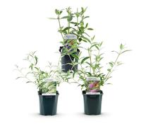 Green boutiQ - Plante de jardin - Buddleja davidii Tricolour - Arbre à papillons - Résistant à l'hiver - Bleu - Rose - Blanc - 3 Plantes - Pot 17cm - Hauteur 45cm
