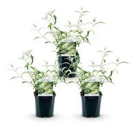 Green boutiQ - Plante de jardin - Buddleja davidii White Profusion - Arbre à papillons - Rustique - Blanc - 3 Plantes - Pot 17cm - Hauteur 45cm