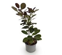 Green BoutiQ - Plante de Jardin - Cotinus coggyria Royal Purple - Violet - 1 Plante - Feuillue - Peu d'entretien - Pot 12cm Hauteur 35cm