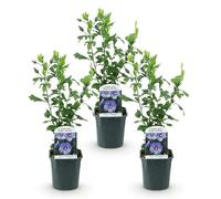 Green boutiQ - Plante de jardin - Hibiscus syriacus Oiseau Blue - Hibiscus de jardin - Résistant à l'hiver - Bleu - 3 Plantes - Pot 17cm - Hauteur 45cm