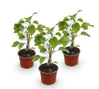Green boutiQ - Plante de jardin - Hydrangea arborescens Annabelle - Hortensia à fleurs en panicules - Rustique - Blanc - 3 Plantes - Pot 12cm - Hauteur 20-30cm
