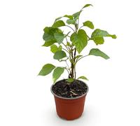 Green boutiQ - Plante de jardin - Hydrangea arborescens Annabelle - Hortensia - Résistant à l'hiver - Blanc - 1 Plante - Pot 12cm - Hauteur 20-30cm
