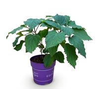Green boutiQ - Plante de jardin - Hydrangea arborescens FlowerWOW - Hortensia - Résistante - Blanche - 1 Plante - Pot 14cm - Hauteur 20-30cm