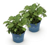 Green boutiQ - Plante de jardin - Hydrangea Endless Summer Summer Love Red - Hortensia - Rustique - Rouge - 2 Plantes - Pot 14cm - Hauteur 20-25cm