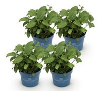 Green boutiQ - Plante de jardin - Hydrangea Endless Summer Summer Love Red - Hortensia - Rustique - Rouge - 4 Plantes - Pot 14cm - Hauteur 20-25cm