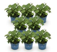 Green boutiQ - Plante de jardin - Hydrangea Endless Summer Summer Love Red - Hortensia - Rustique - Rouge - 8 Plantes - Pot 14cm - Hauteur 20-25cm