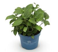 Green boutiQ - Plante de jardin - Hydrangea Endless Summer The Original Blue - Hortensia - Rustique - Bleu - 1 Plante - Pot 14cm - Hauteur 20-25cm