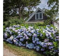 Green boutiQ - Plante de jardin - Hydrangea Endless Summer The Original Blue - Hortensia - Rustique - Bleu - 2 Plantes - Pot 14cm - Hauteur 20-25cm