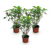 Green boutiQ - Plante de jardin - Hydrangea panniculata Limelight - Hortensia en panicule - Résistante au froid - Vert Lime - 3 Plantes - Pot 12cm - Hauteur 20-30cm