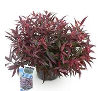 Green BoutiQ - Plante de Jardin - Leucothoe Burning Love - Rouge - 1 Plante - Persistant - Peu d'entretien - Pot 17cm Hauteur 45cm