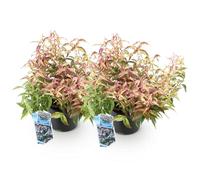 Green BoutiQ - Plante de Jardin - Leucothoe Curly Duo - Jaune & Rouge - 2 Plantes - Persistant - Peu d'entretien - Pot 17cm Hauteur 40cm