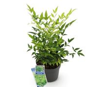 Green BoutiQ - Plante de Jardin - Leucothoe Makijaz - Marron - 2 Plantes - Persistant - Peu d'entretien - Pot 17cm Hauteur 45cm