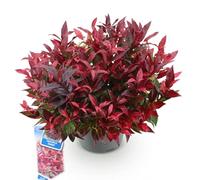 Green BoutiQ - Plante de Jardin - Leucothoe Zeblid - Rouge - 1 Plante - Persistant - Peu d'entretien - Pot 17cm Hauteur 45cm