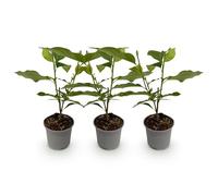 Green BoutiQ - Plante de Jardin - Magnolia Tricolore - Fleurs Blanches-Roses-Violettes - 3 Plantes - Feuilles Caduques - Peu d'entretien - Pot 12cm Hauteur 30cm