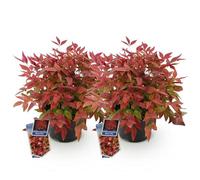 Green BoutiQ - Plante de Jardin - Nandina Blush Pink - Rose Foncé - 2 Plantes - Persistant - Peu d'entretien - Pot 17cm Hauteur 40cm