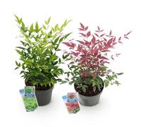 Green BoutiQ - Plante de Jardin - Nandina Duo - Jaune & Rouge - 2 Plantes - Persistante - Peu d'entretien - Pot 17cm Hauteur 45cm