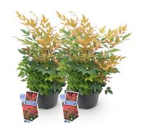 Green BoutiQ - Plante de Jardin - Nandina Gulfstream - Orange - 2 Plantes - Persistante - Peu d'entretien - Pot 17cm Hauteur 45cm