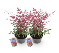 Green BoutiQ - Plante de Jardin - Nandina Obsessed - Rouge - 2 Plantes - Persistant - Peu d'entretien - Pot 17cm Hauteur 45cm