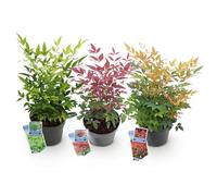 Green BoutiQ - Plante de Jardin - Nandina Tricolour - Jaune & Rouge & Orange - 3 Plantes - Persistant - Peu d'entretien - Pot 17cm Hauteur 45cm